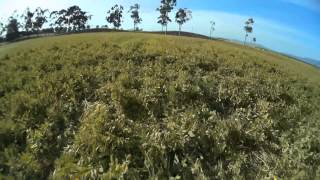 MXP230 FPV Mobius @ Baylands