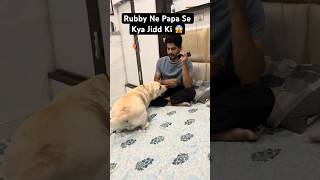 Rubby Ko Mila Gift 🥹❤️|| Rubi Labra ll #shorts #youtubeshorts #labrador #doglover #minivlog