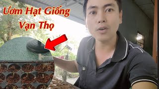 Cách Ươm Hạt Giống Vạn Thọ Thời Gian Gieo Đợt Tết - Huỳnh Thủy Tinh Vlog