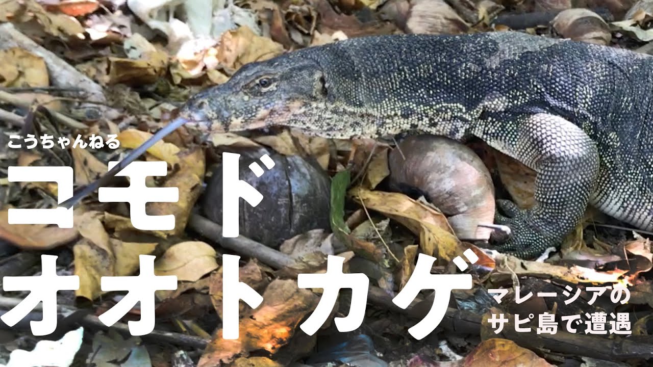 マレーシアで野生のコモドドラゴン（コモドオオトカゲ）に遭遇 (Komodo