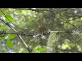 Pacific Wren Singing at McArthur-Burney Falls State Park