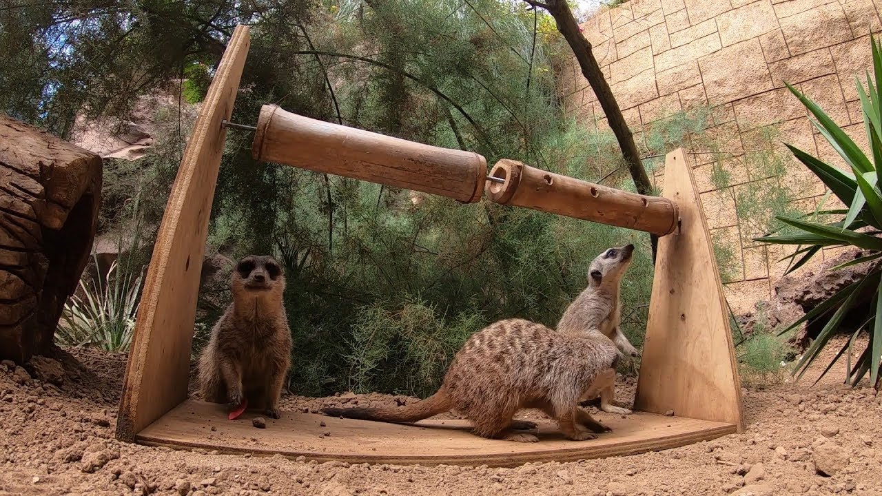 Bamboo s Environmental Enrichment For Meerkats YouTube