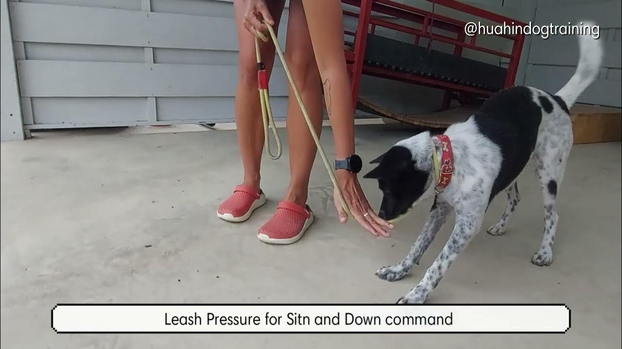 Preparation Leash Pressure for Sit and Down Command YouTube