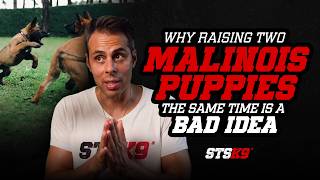 Why Raising Two Malinois Puppies At The Same Time Is a Bad Idea