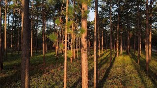 Longleaf Pine Restoration