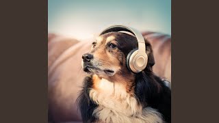 Canine Harmony Begins