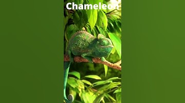 Chameleon Changing Color! #shorts