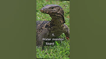 TOP 10 Most Dangerous Lizard Shorts Viral GajendraPrajapati7 TRENDING CoorgRoots 