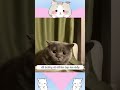 mèo cưng cố tình làm nũng