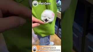 Chăm sóc thú cưng nào TỐT NHẤT cho sức khỏe?