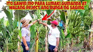BANANA FRUITING CARE | Expert tips para walang reject sa Bunga ng Lakatan