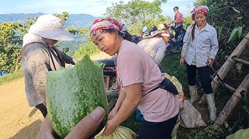 Bắt Gặp Các Cô Gái Bản Đi Hái Dưa Mèo Trên Đường Đi Nhà Bố Con Anh Lở Cói | Lalin