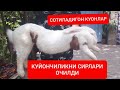 ☎️КУЙОН БОКИШНИ БАРЧА СИРЛАРИ ОЧИЛДИ