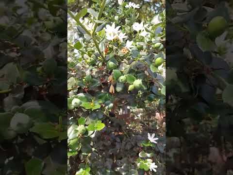 Видео: Carissa Plant Care - Информация о выращивании куста сливы натальной