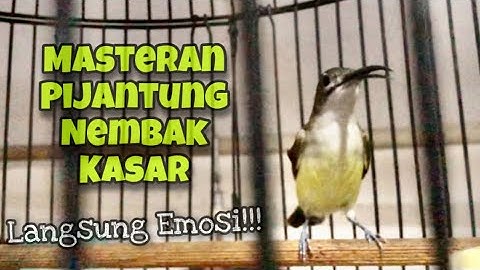 Burung Pijantung Pisang Gacor‼️Masteran Pijantung Nembak Kasar Mbeset Panjang | Kicau Tembak