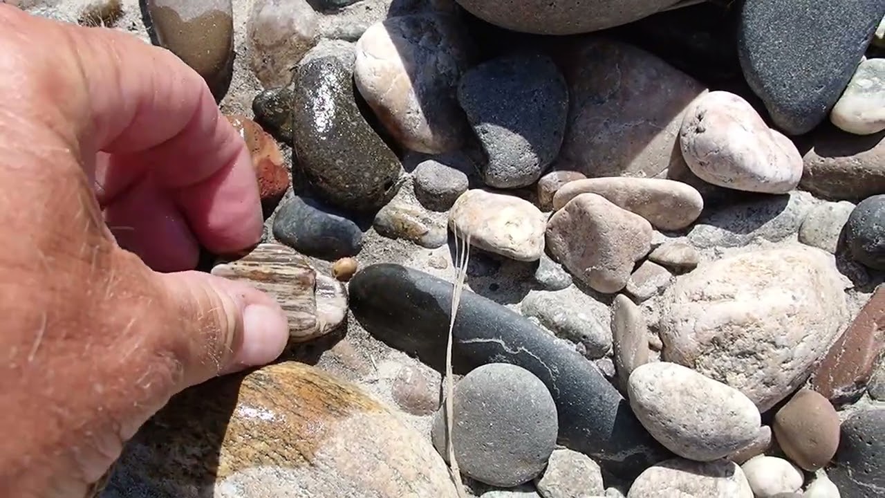 Rockhounding Adventure with Surprise Treasure State Agate!!