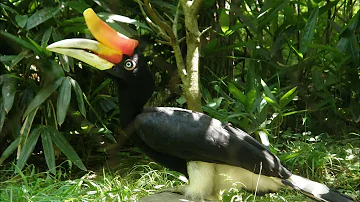 Wild Asia: Rhinoceros Hornbill 🇹🇭 🇮🇩 🇲🇾