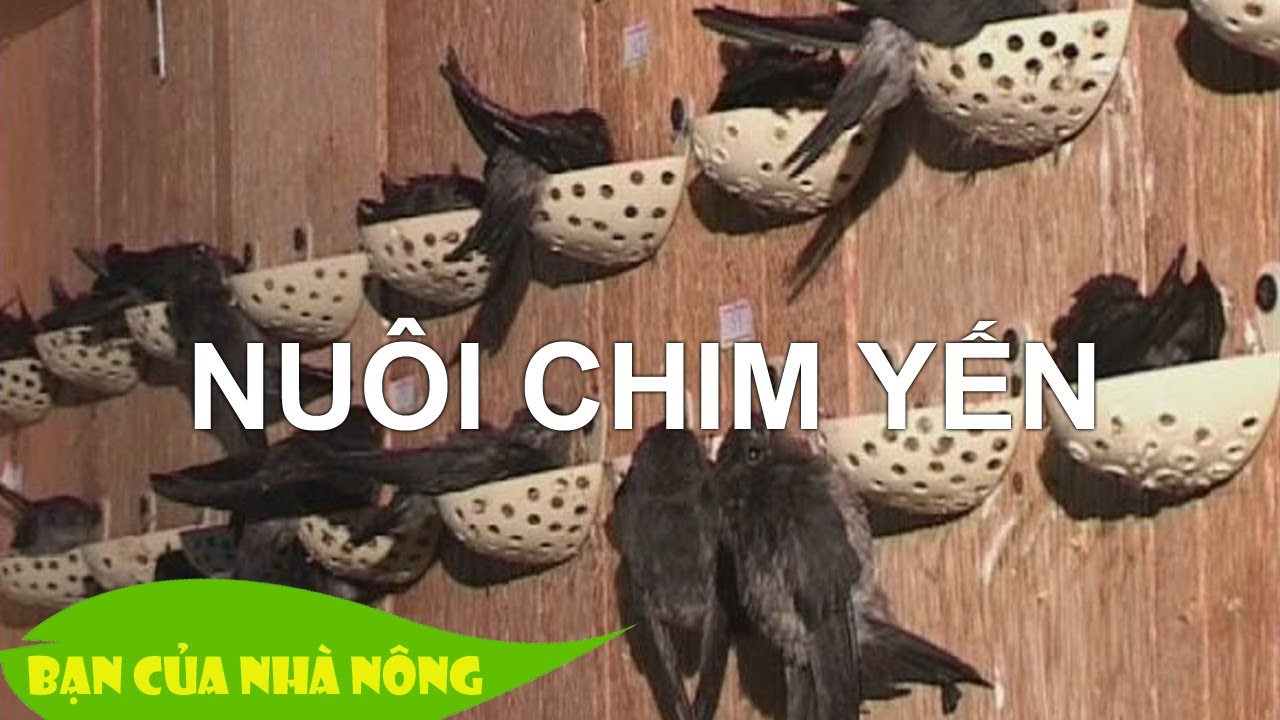 Phát triển chăn nuôi chim yến ở Việt Nam hiện nay Thực trạng và giải pháp
