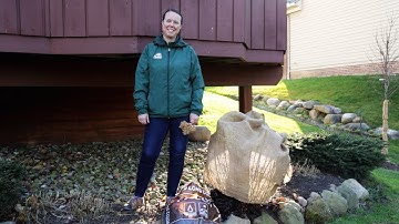 PETITTI | How to Protect Bigleaf Mophead Hydrangeas for Winter