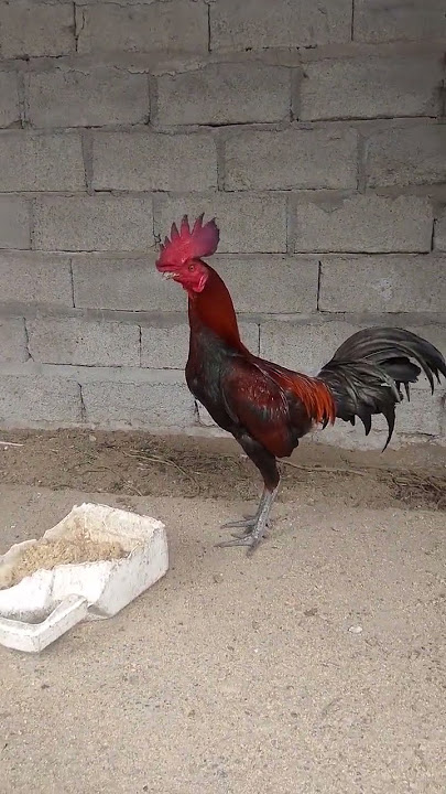 Pesona ayam pama jengger wilah