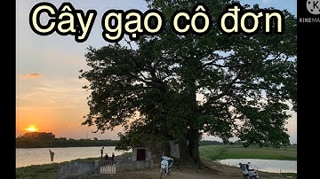 Cây gạo lãng Sơn Cổ thụ ở Bắc Giang