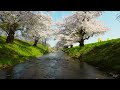 馬渡川の桜  (ドローン編 3 ) - Goyu