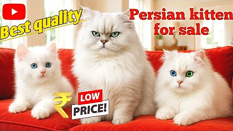 Video 9975181: breeds persian cat bengal, persian cat breed kitten, persian cat pure breed, persian cat kitty, quality persian cat