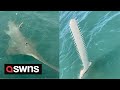 Uk tourist reels in rare 13ft sawfish during fishing trip in florida  swns