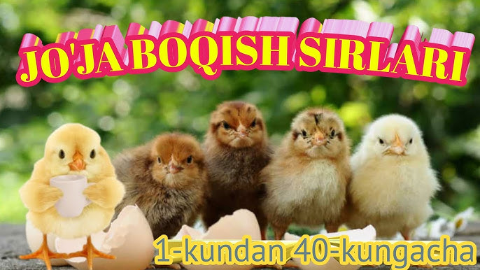 Fransuz erotik badiiy film