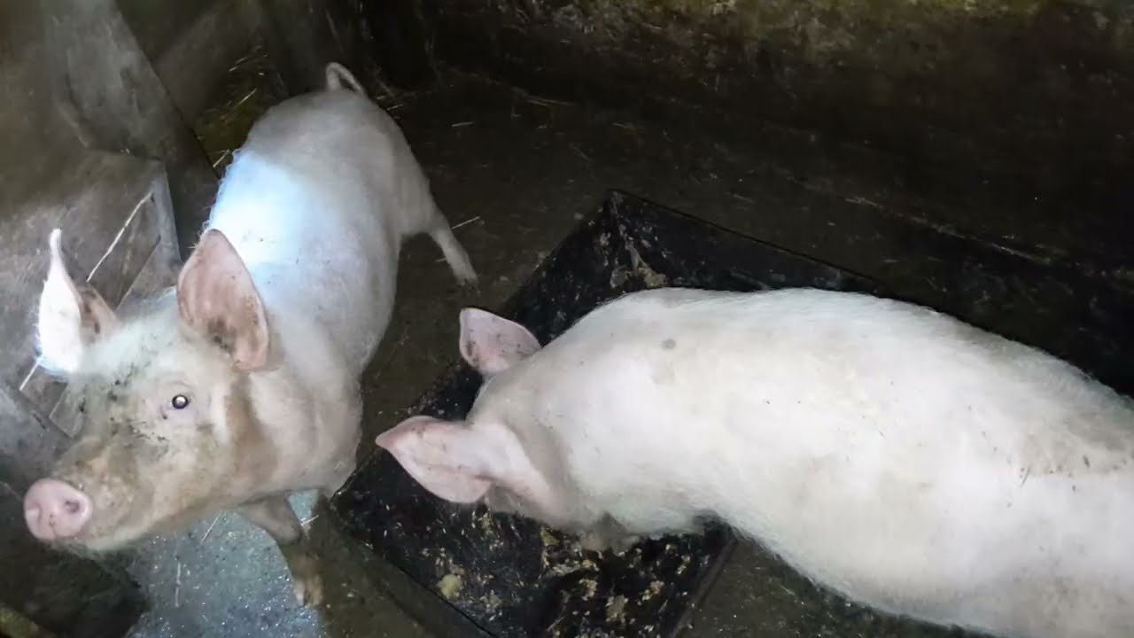 Сільське життя наше ....