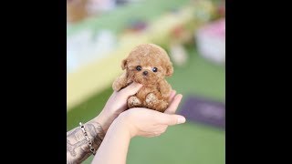 True Toy Poodle Teacup Dog