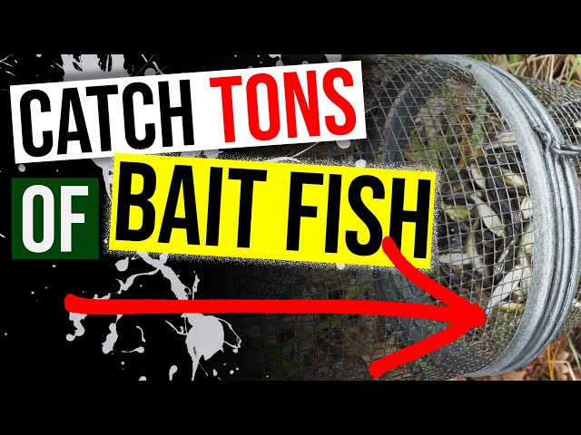 How to Catch TONS of Bait Fish! [Cheap and Easy] 