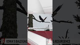 Bald eagle population sees resurgence in Iowa
Bald eagle population sees resurgence in Iowa Bald eagle population sees resurgence in Iowa