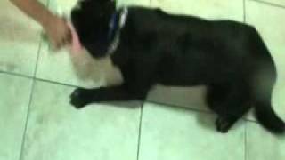 Ralph 2011 10451.Wmv