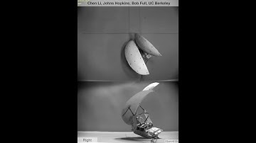 Robot Rights Using Asymmetric Wing Opening