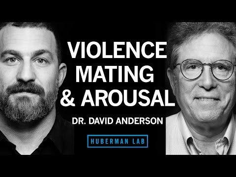 Dr. David anderson: the biology of aggression, mating, & arousal | huberman lab podcast #89