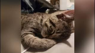 Download lagu 错位时空 by Chen Ai