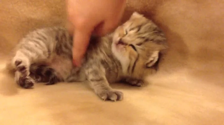 Watch the video about Giselle - Teacup Chinchilla Golden Persian Kitten for Sale from Daphne's Dolls Cattery