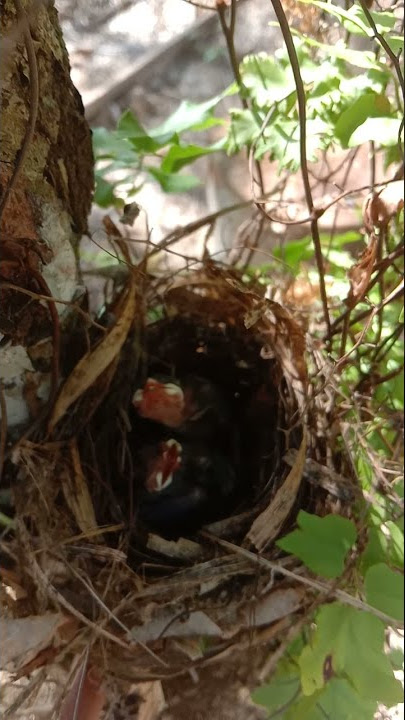 Suara anak burung kelaparan #shorts