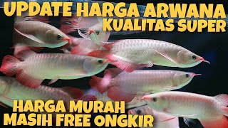 Update Harga Ikan Arwana Terbaru Kualitas Super Super Jenis arwana super red dan Free Ongkir