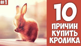 10 причин купить КРОЛИКА - Хозяин Лев