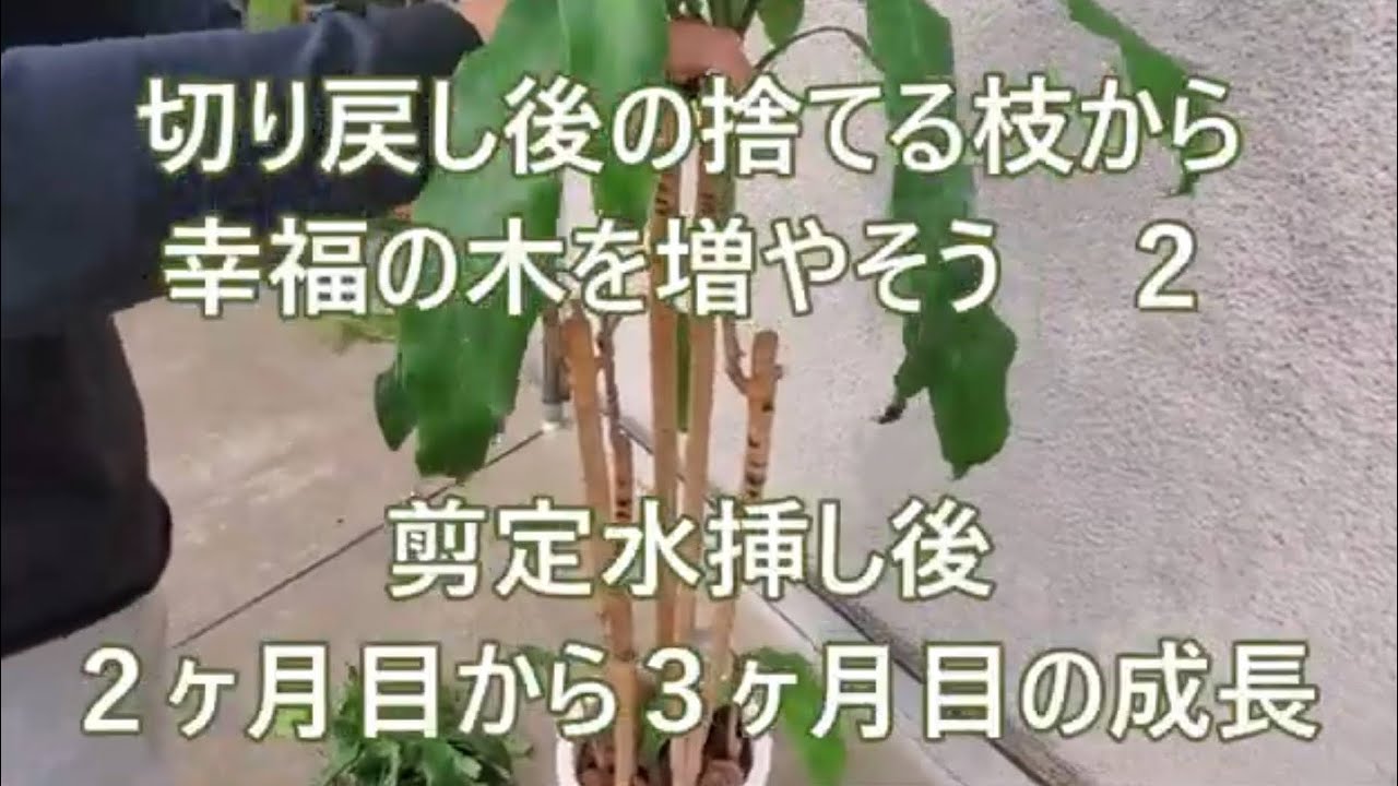 幸福の木マッサンゲアナ 水挿しで株を増やそう ２ ２ ３ヶ月目の成長記録 Youtube