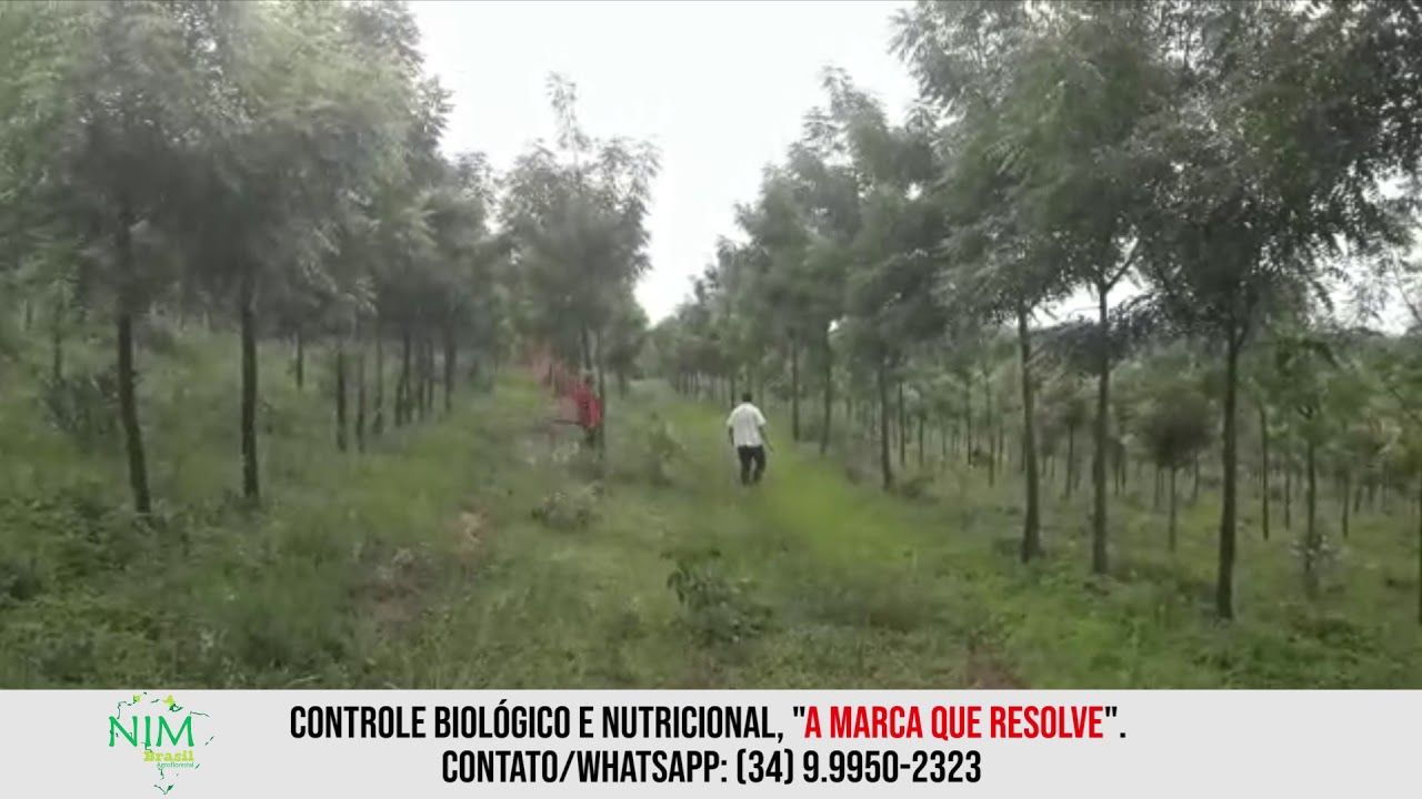 164 - Nim Brasil - Bosque de Nim Indiano, Árvore Medicinal e Madeira Nobre