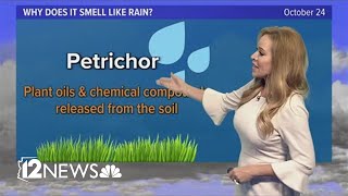 Why does it smell after it rains?