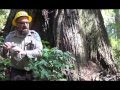 Redwoods and Dance for Mzz Jackson's Class via Redwood National Park