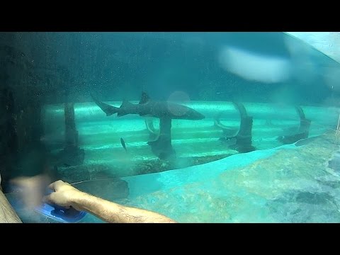 Shark Tank Water Slide at Atlantis