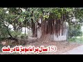 150 Years Old Banyan Tree In Khairi Bala Dadyal Azad Kashmir || Bohar Ke Darakht Ka Doodh || Bargad