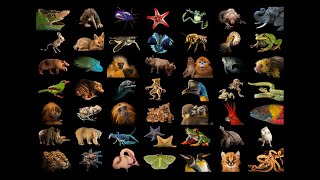 Building the Photo Ark | Joel Sartore