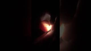 Alligator snapping turtle egg candling
