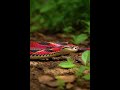 The Greatest Impostors in the Wild: Bull Snakes vs. Milk Snakes. #fyp #fypシ #goviral